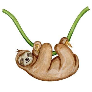 Suluboya el beyaz arka planda izole şirin tembeller çizdi