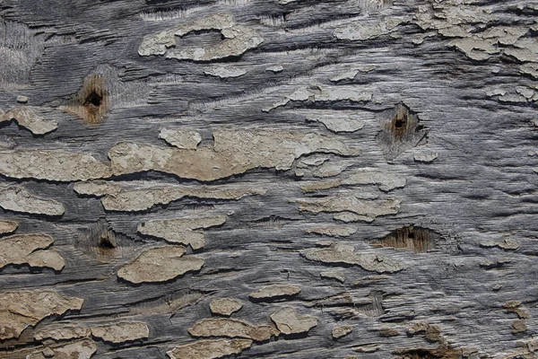 Pintura rachada na madeira velha, velho padrão de madeira áspera com traços — Fotografia de Stock