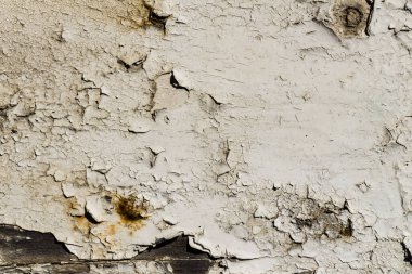 Ahşap dokular eski boya izleri, ahşap yaban domuzu üzerinde eski beyaz boya.