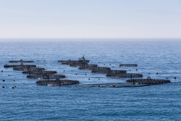 deniz balığı çiftliği; açık deniz balık çiftliği; balık çiftliği dorado ve deniz kabuğu için kafesler; işçiler balıkları bir yem ile besler