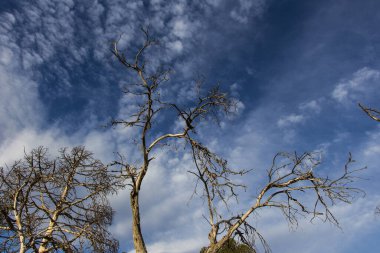 Birkaç kuru dallı ağaç arka planı, gökyüzünde dikey bir ağaç kulesinin birkaç kuru dalı, gökyüzünde kurumuş ağaç dalları