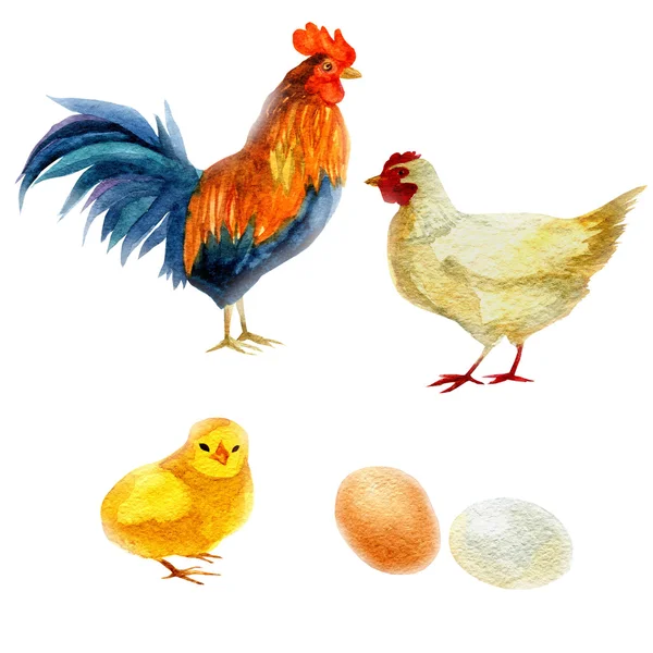 Sulu boya resim, horoz, tavuk ve tavuk. Yeni yıl sembolü resim öğesini tatil kartları, posterler, davetiyeler.