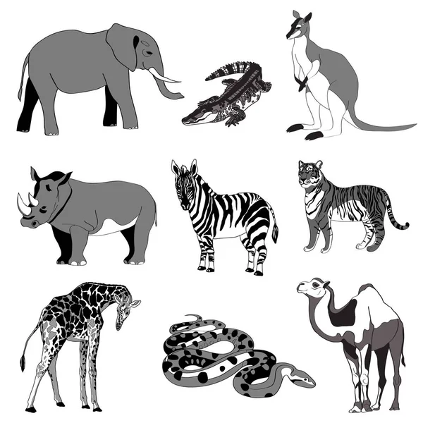 Ilustración vectorial. Imagen canguro rinoceronte, jirafa, elefante, cebra, serpiente, cocodrilo, camello, tigre. blanco y negro . — Archivo Imágenes Vectoriales