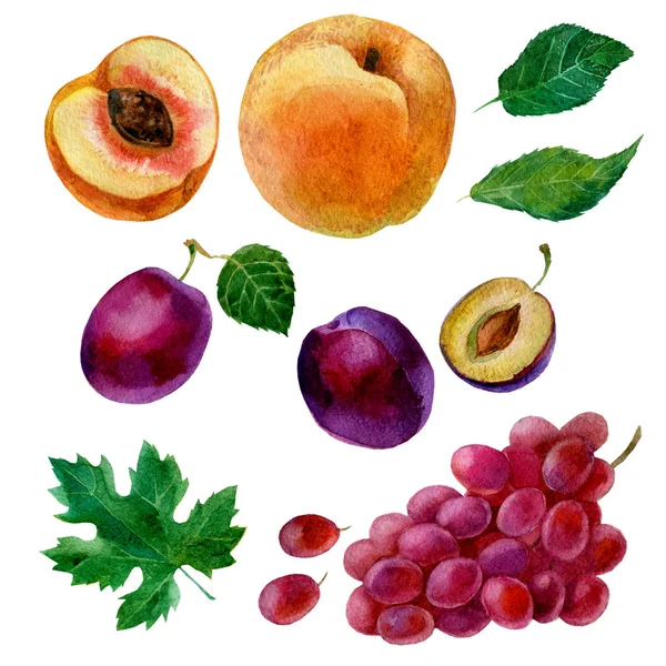 Ilustración de acuarela, conjunto de fruta acuarela, partes y hojas, melocotón, ciruela y uvas —  Fotos de Stock