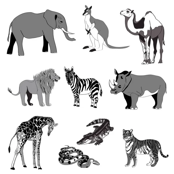 Illustration vectorielle, l'image des animaux, des animaux. Ligne noire, blanche et grise. Éléphant, kangourou, chameau, lion, zèbre, rhinocéros, girafe, serpent, crocodile et tigre — Image vectorielle