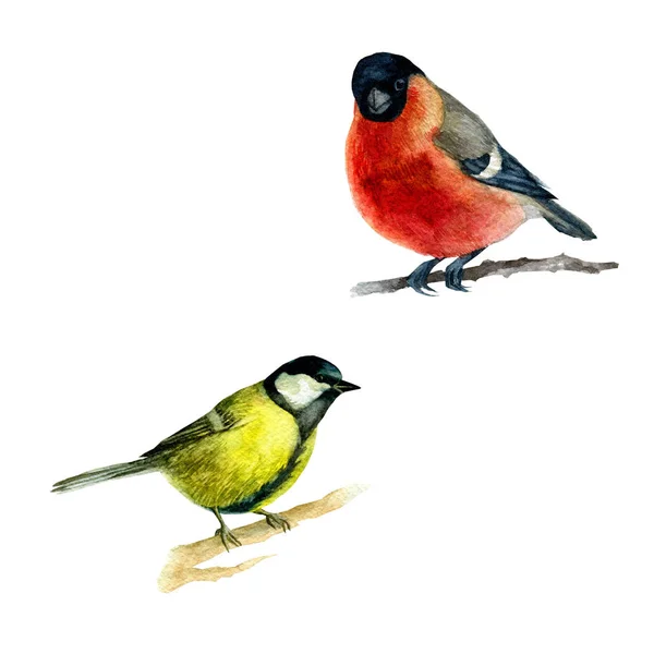 Watercolor illustration, set, image of birds of the bullfinch and tits sitting on a branch — Stock Photo, Image