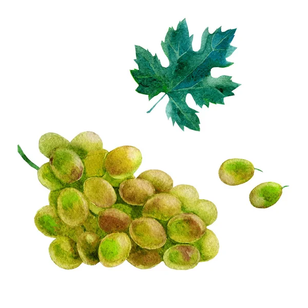 Akwarela ilustracja, przedstawienie zielonych winogron, indywidualne jagody winogron i liść — Zdjęcie stockowe