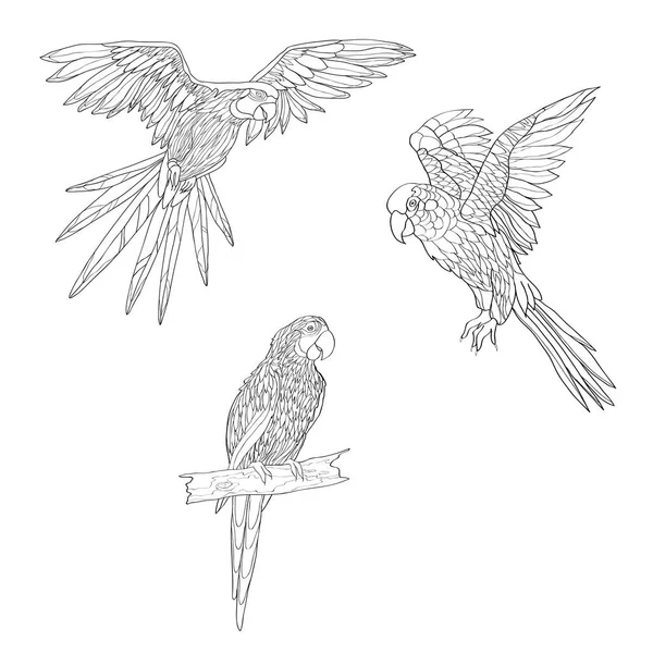 Illustrazione vettoriale. Set di pappagalli, pappagalli volanti. Pappagallo seduto su un ramo. Linea in bianco e nero — Vettoriale Stock