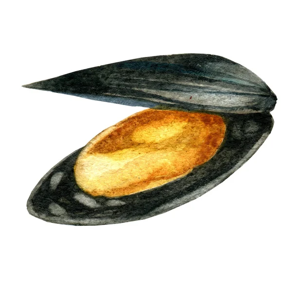 Aquarell-Illustration von Meeresfrüchten. Miesmuschel — Stockfoto