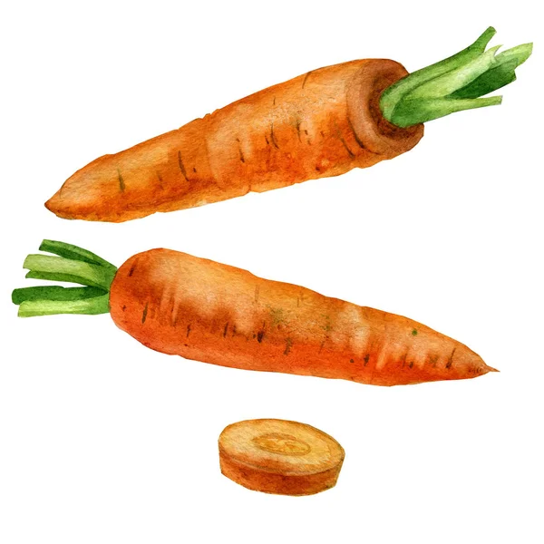 Watercolor illustration. Carrot. — Stock Photo, Image