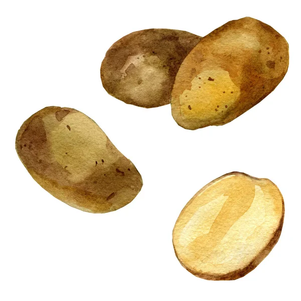 Aquarell-Illustration. Kartoffeln. — Stockfoto