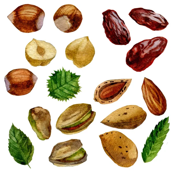 Illustration aquarelle. Ensemble de noix et de dates. Pistaches, amandes, noisettes et dattes . — Photo