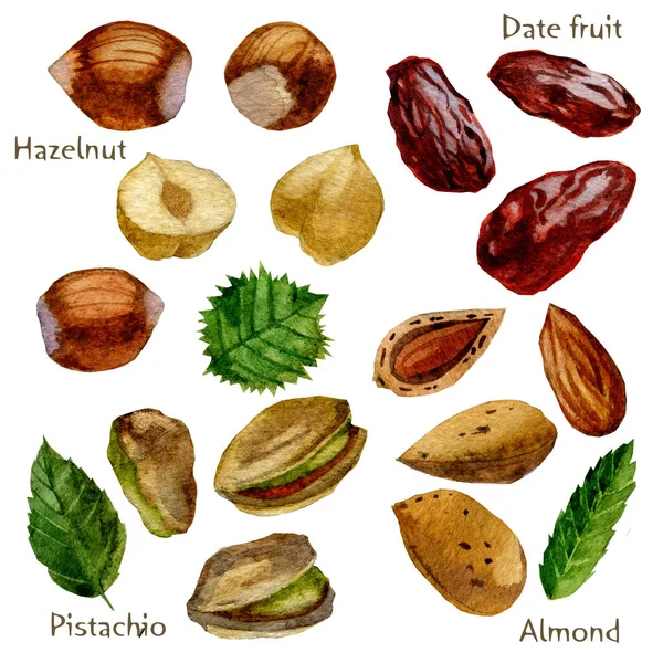 Illustration aquarelle. Ensemble de noix et de dates. Pistaches, amandes, noisettes et dattes . — Photo