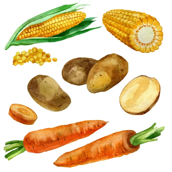 Ilustración de acuarela, conjunto, imagen de verduras, maíz y grano de maíz, patatas, zanahorias . — Foto de Stock