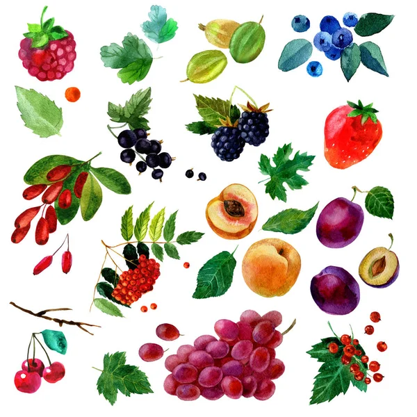 Акварельная иллюстрация, набор фруктов и ягод акварелью, части и листья, персик, слива, виноград, клубника, малина, вишня, смородина, ежевика, черника, крыжовник, ягода крыжовника — стоковое фото