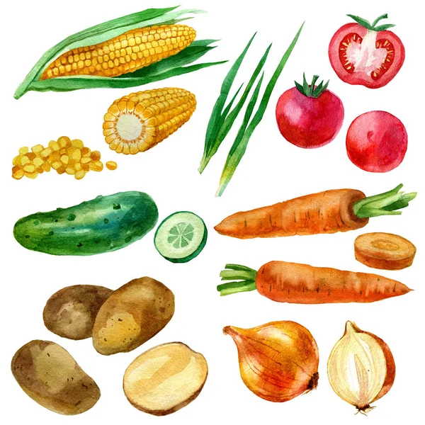 Ilustración de acuarela, conjunto, imagen de verduras, maíz y grano de maíz, patatas, zanahorias, cebollas, tomates y rodajas de tomate, pepino — Foto de Stock