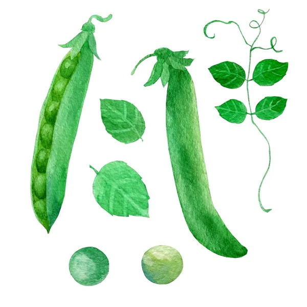 Akwarela, ilustracja, zielony groszek. Pod, liści, groch — Zdjęcie stockowe