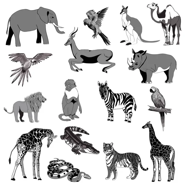 Ilustración vectorial. Conjunto de animales, loro, jirafa, mono, gacela, elefante, rinoceronte, canguro, camello, león, cebra, cocodrilo, serpiente, tigre. Negro, blanco, gris . — Archivo Imágenes Vectoriales