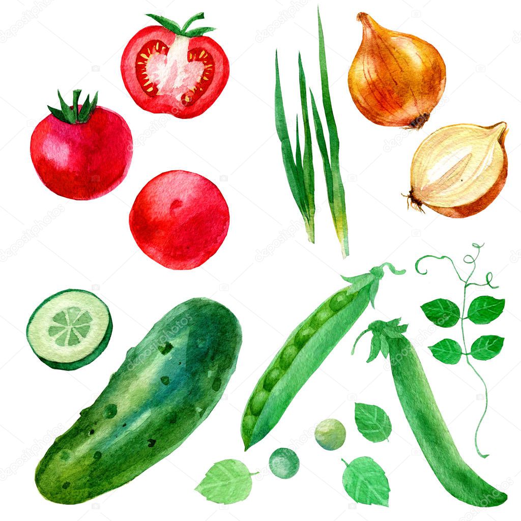 Watercolor illustration, set, image of vegetables, onions, peas, cucumbers and tomatoes.