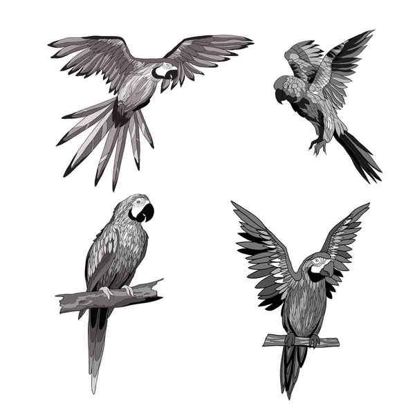 Ilustração vetorial. Seth de papagaios em ângulos diferentes. Preto, branco, cinza . —  Vetores de Stock