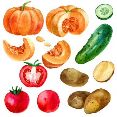 Hazır, görüntü suluboya illüstrasyon, sebze, domates, patates, kabak ve salatalık.