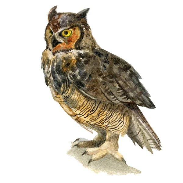 Watercolor illustration. An image of a sitting owl. — Stock Photo, Image