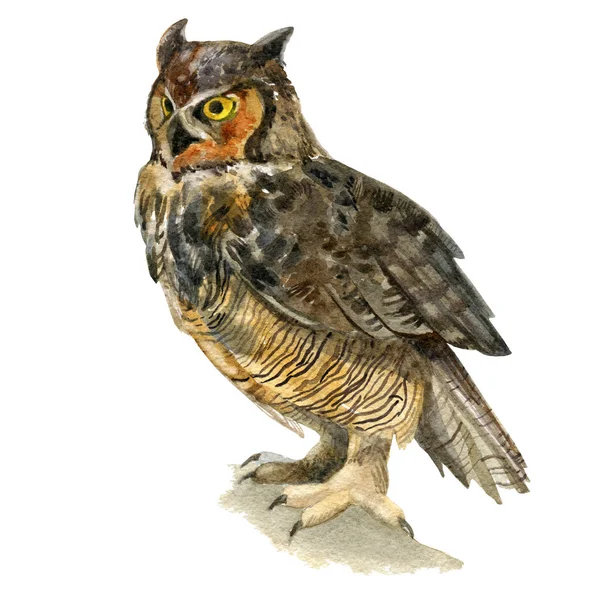 Illustration aquarelle. Une image d'un hibou assis . — Photo