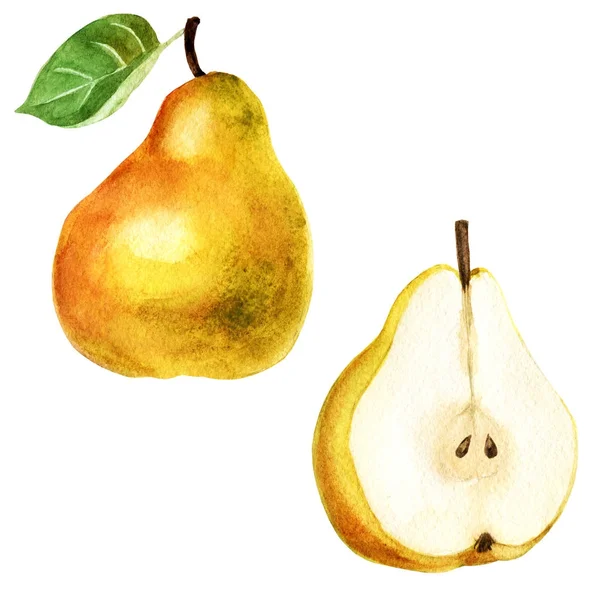 Ilustración en acuarela. Imagen de una pera y media de una pera . —  Fotos de Stock