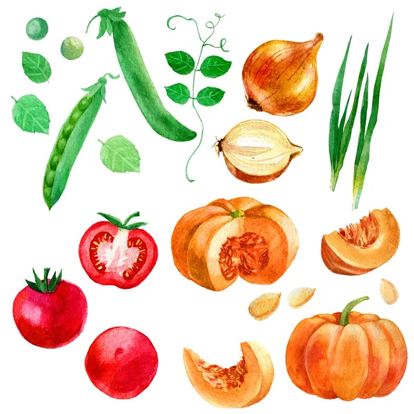 Ilustración de acuarela, conjunto, imagen de verduras, tomates, guisantes, calabaza y cebolla . — Foto de Stock