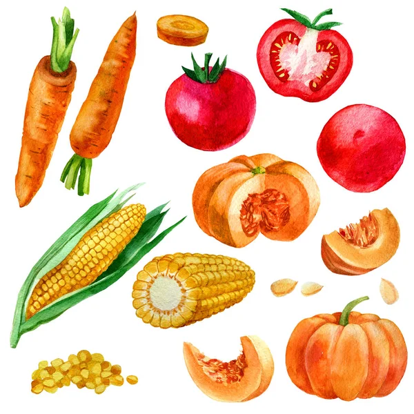Akwarela, ilustracja, zestaw, obrazy warzyw, kukurydzy i ziarna kukurydzy, marchew, dynie i pomidory. — Zdjęcie stockowe