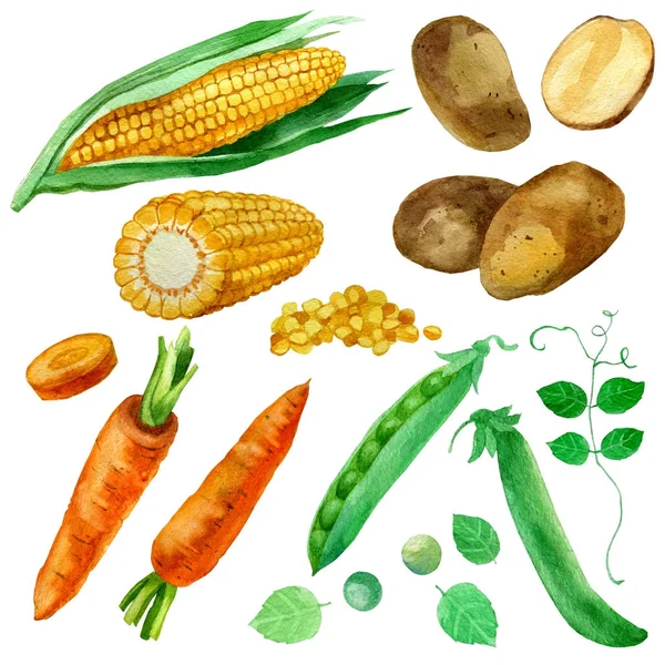 Ilustración de acuarela, conjunto, imágenes de verduras, granos de maíz y maíz, zanahorias, patatas y guisantes . — Foto de Stock