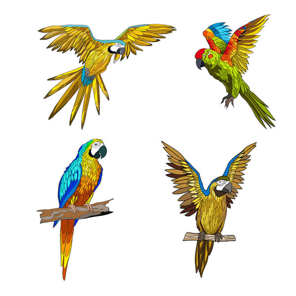 Vector color illustration. Seth from parrots in different angles. 