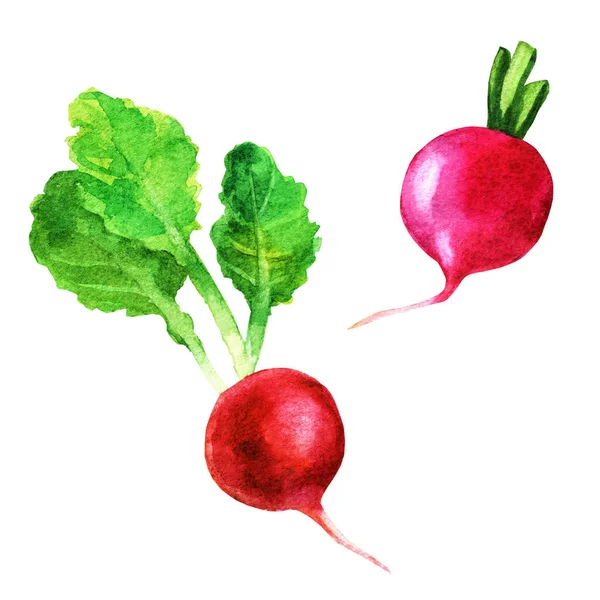 Nastavte čerstvé ředkvičky zelenina malované akvarely na bílém pozadí. Kolekce z ředkviček s listy. — Stock fotografie