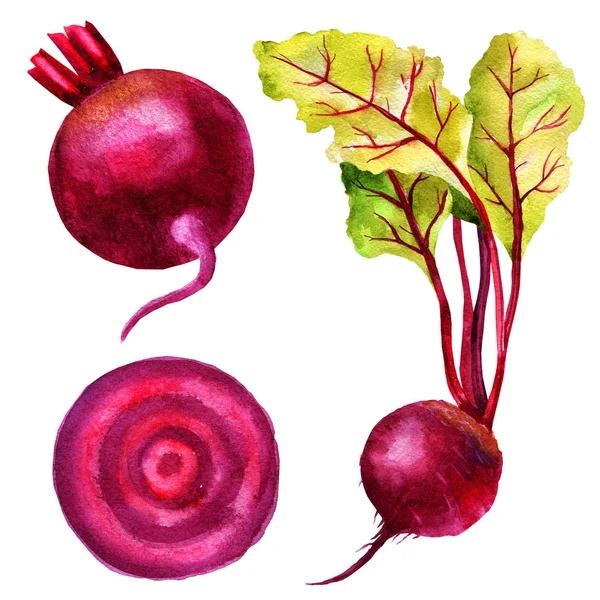 Ilustração aquarela de beterraba de raiz, folhas de acelga, fatia de beterraba, jogo de verduras . — Fotografia de Stock