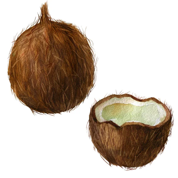 Acquerello al cocco. Noci di cocco isolate su bianco. Illustrazione disegnata a mano . — Foto Stock