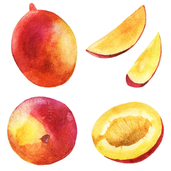 水彩イラスト。半分のマンゴーは、マンゴーの果実は、マンゴー、マンゴーのスライスをカット. — ストック写真
