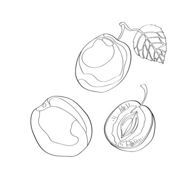 Vektör çizim. Erik, Erik, yarım Erik dilimlenmiş. Siyah çizgi, anahat.