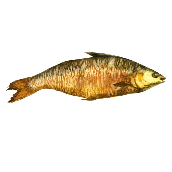 Ilustración en acuarela. Pescado ahumado seco de diferentes tipos . — Foto de Stock