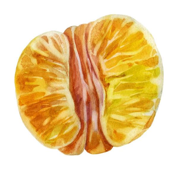 Ilustración en acuarela. Mandarín. Mitad mandarina. Mandarina pelada . —  Fotos de Stock