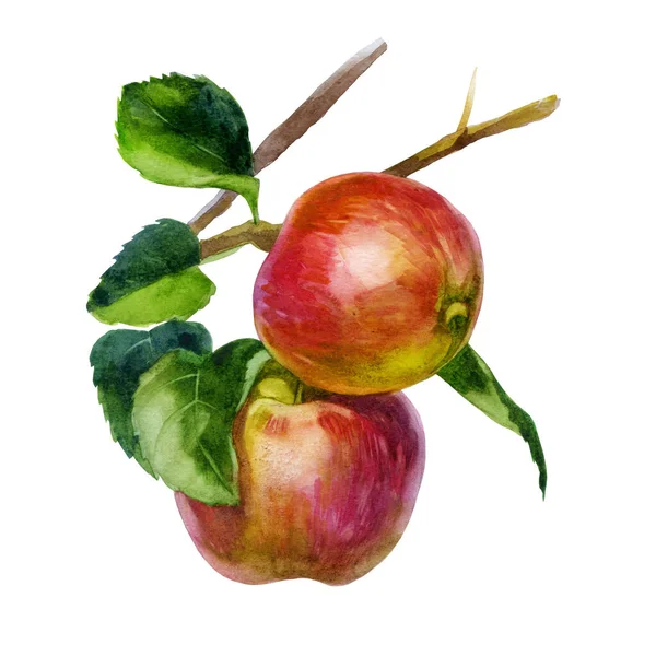 Εικονογράφηση υδατογραφίας. Μήλα σε κλαδί. Τα φύλλα της μηλιάς. — Φωτογραφία Αρχείου