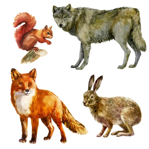Ilustrace akvarelů, sada. Lesní zvířata. Veverka, vlk, liška, zajíc. — Stock fotografie
