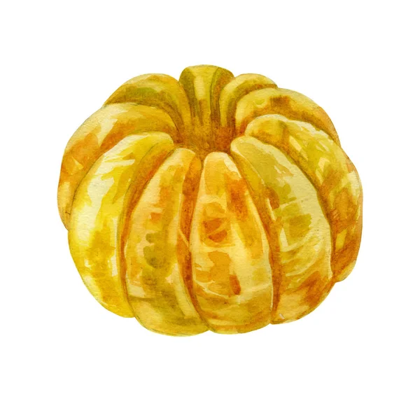 Illustration aquarelle. Mandarin. Tout le fruit de la mandarine. Mandarine pelée . — Photo