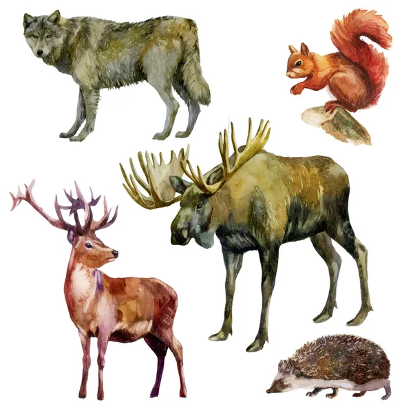 Aquarel illustratie, set. Bosdieren. Wolf, eekhoorn, eland, hert, egel. — Stockfoto