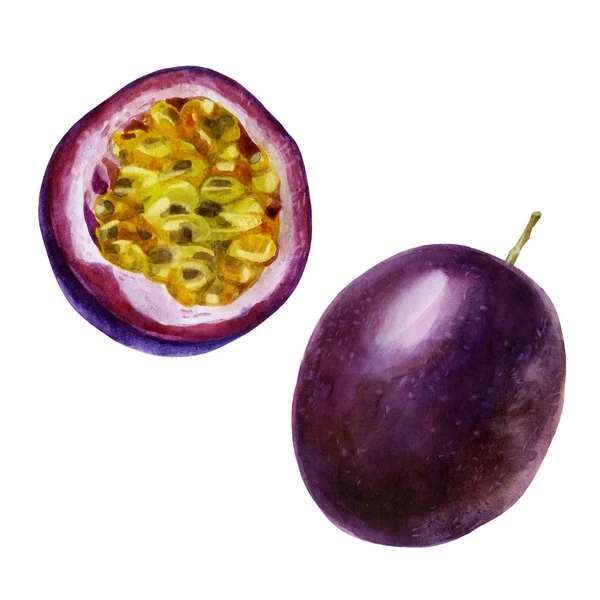 Suluboya çizimi. Tutku meyvesi. Yarı tutku meyvesinin görüntüsü. — Stok fotoğraf