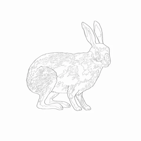 Vektör çizimi. Tavşan. Resim, siyah çizgi. — Stok Vektör
