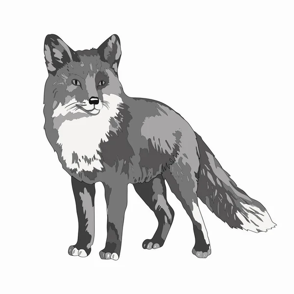 Vector illustration. A fox. Black and white image image. — Stock Vector