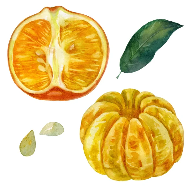 Ilustración en acuarela, set. Mandarín. Media mandarina en una cáscara. Fruto entero de mandarina purificado. Hoja de mandarina, semillas de mandarina . —  Fotos de Stock