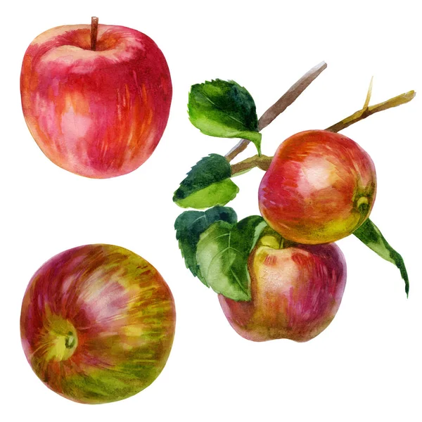 Watercolor illustration, set. Image of red apples side view, branch with apples. — Stock Photo, Image