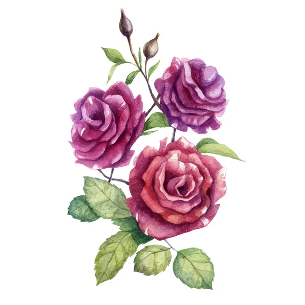 Aquarell-Illustration. Rosarote Rosen. einen Strauß aus drei Blumen. isoliertes Element auf weißem Hintergrund. — Stockfoto