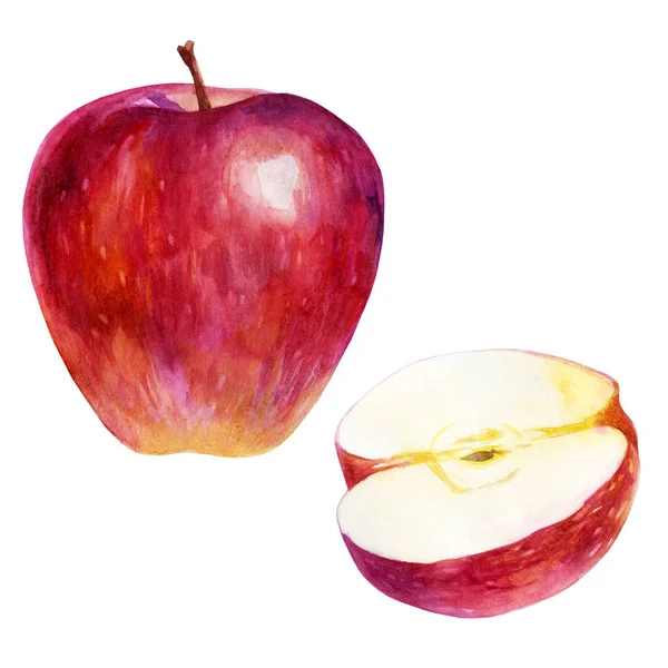 Ilustrace akvarelů, sada. Akvarel červené jablko a půl jablka. — Stock fotografie